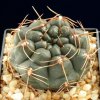 Gymnocalycium_kroenleinii_1
